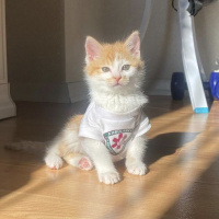Tekir Kedi, Kedi  Olaf fotoğrafı