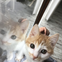 Tekir Kedi, Kedi  Olaf fotoğrafı