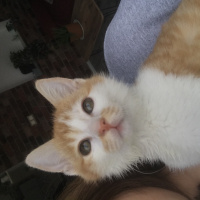 Tekir Kedi, Kedi  Olaf fotoğrafı