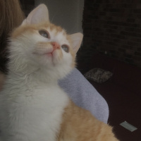 Tekir Kedi, Kedi  Olaf fotoğrafı