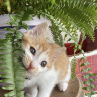 Tekir Kedi, Kedi  Olaf fotoğrafı