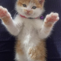 Tekir Kedi, Kedi  Olaf fotoğrafı