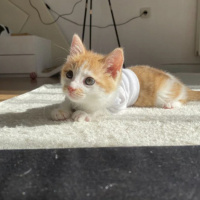 Tekir Kedi, Kedi  Olaf fotoğrafı