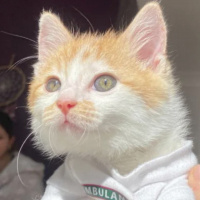 Tekir Kedi, Kedi  Olaf fotoğrafı