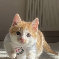 Tekir Kedi, Kedi  Olaf fotoğrafı