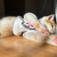 Tekir Kedi, Kedi  Olaf fotoğrafı