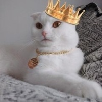 Scottish Fold, Kedi  Sütlaç fotoğrafı