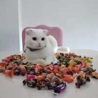 Scottish Fold, Kedi  Sütlaç fotoğrafı