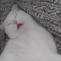 Scottish Fold, Kedi  Sütlaç fotoğrafı