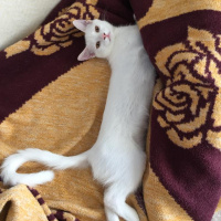 Tekir Kedi, Kedi  Pamuk fotoğrafı