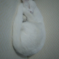 Tekir Kedi, Kedi  Pamuk fotoğrafı