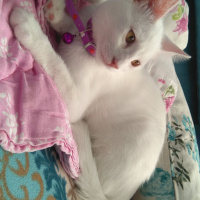 Tekir Kedi, Kedi  Pamuk fotoğrafı