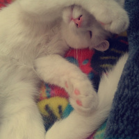 Tekir Kedi, Kedi  Pamuk fotoğrafı