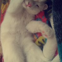 Tekir Kedi, Kedi  Pamuk fotoğrafı