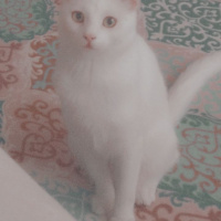 Tekir Kedi, Kedi  Pamuk fotoğrafı