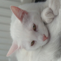 Tekir Kedi, Kedi  Pamuk fotoğrafı