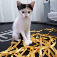 Tekir Kedi, Kedi  pamuk fotoğrafı