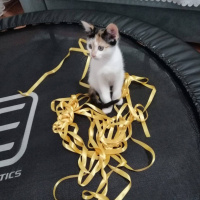 Tekir Kedi, Kedi  pamuk fotoğrafı