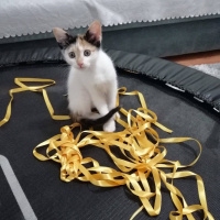 Tekir Kedi, Kedi  pamuk fotoğrafı