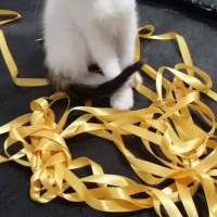 Tekir Kedi, Kedi  pamuk fotoğrafı