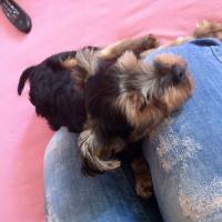 Yorkshire Terrier, Köpek  baron fotoğrafı