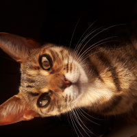 Tekir Kedi, Kedi  Zarife fotoğrafı