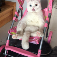 British Shorthair, Kedi  pelinsu fotoğrafı