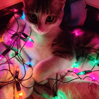 Tekir Kedi, Kedi  Mavi fotoğrafı