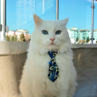Ankara Kedisi, Kedi  PAMUK fotoğrafı