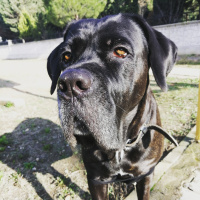 Cane Corso Italiano, Köpek  Bella fotoğrafı