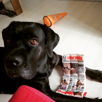 Cane Corso Italiano, Köpek  Bella fotoğrafı