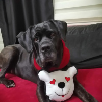 Cane Corso Italiano, Köpek  Bella fotoğrafı