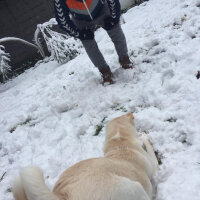 Belçika Malinois, Köpek  Simba fotoğrafı