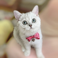 British Shorthair, Kedi  nazlı fotoğrafı