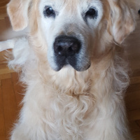 Golden Retriever, Köpek  kafi fotoğrafı