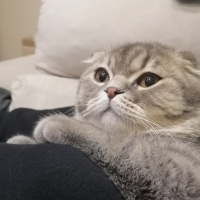 Scottish Fold, Kedi  Paşa fotoğrafı