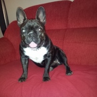 Fransız Bulldog, Köpek  cooper fotoğrafı