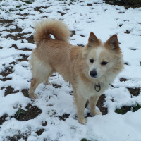 Pomeranyalı, Köpek  Gofret fotoğrafı