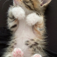 Tekir Kedi, Kedi  Milka fotoğrafı