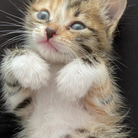 Tekir Kedi, Kedi  Milka fotoğrafı