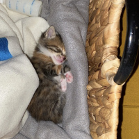 Tekir Kedi, Kedi  Milka fotoğrafı