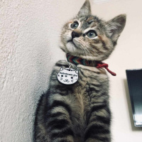 Tekir Kedi, Kedi  Mila fotoğrafı