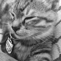 Tekir Kedi, Kedi  Mila fotoğrafı