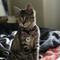 Tekir Kedi, Kedi  Mila fotoğrafı