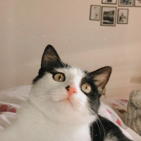 Tekir Kedi, Kedi  Yıldız fotoğrafı