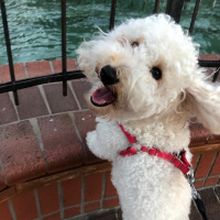 Poodle (Minyatür Kaniş), Köpek  Hera fotoğrafı