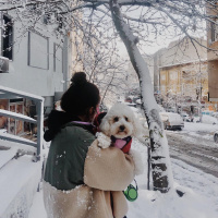 Poodle (Minyatür Kaniş), Köpek  Hera fotoğrafı