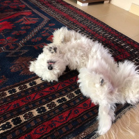 Maltese, Köpek  Lili fotoğrafı