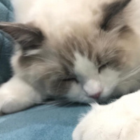 Ragdoll, Kedi  Alex fotoğrafı