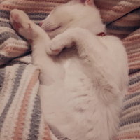 Van Kedisi, Kedi  Gofret fotoğrafı